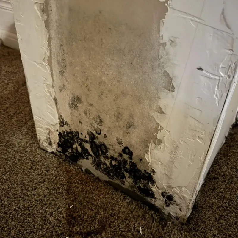 Professional Mold Removal in Dallas County, AR